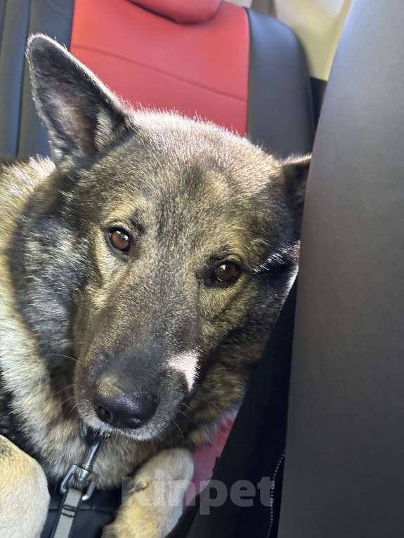 Собаки в Обнинске: ЗеВс Мальчик, 1 000 руб. - фото 2