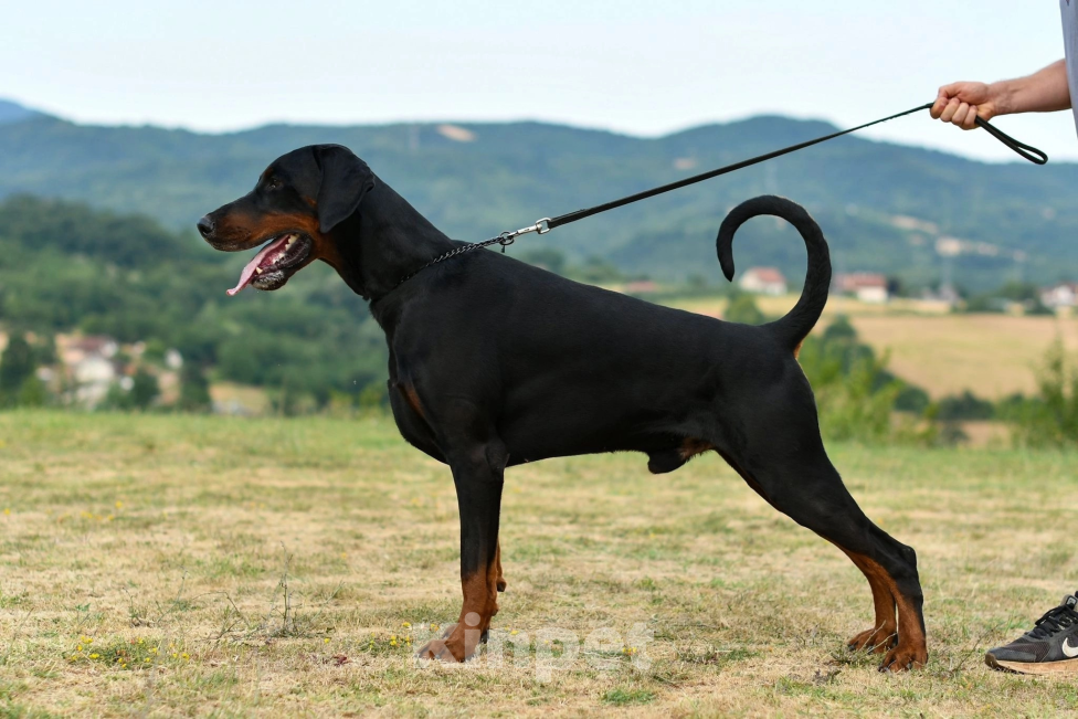 Собаки в Чехове: Шикарный щенокдобермана, 4.5 месяца Мальчик, 100 000 руб. - фото 7