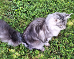 Кошки в Королеве: Котенок помета А; Мейн Кун, Айсберг. Мальчик, 45 000 руб. - фото 4