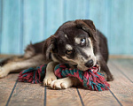 Собаки в Москве: Разноглазый щенок Лора в добрые руки Девочка, 1 руб. - фото 3