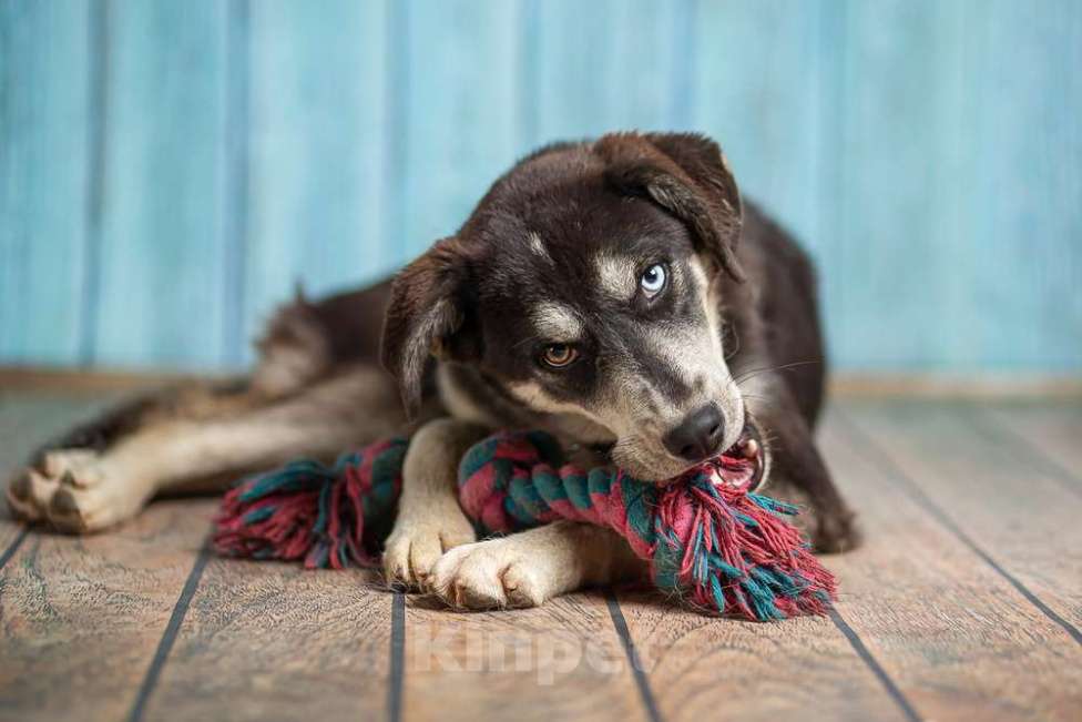 Собаки в Москве: Разноглазый щенок Лора в добрые руки Девочка, 1 руб. - фото 3
