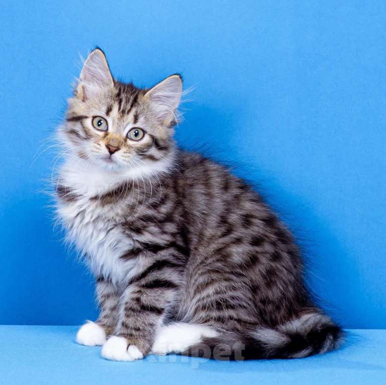 Кошки в Москве: Мальчик Ямал Мальчик, 50 000 руб. - фото 3