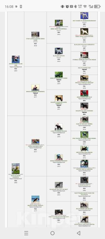 Собаки в Красноярске: Цвергшнауцер щенки от титулованных родителей Мальчик, 50 000 руб. - фото 1