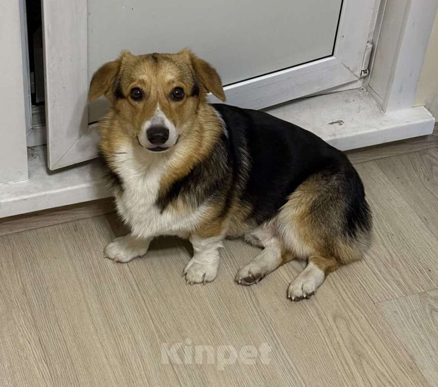 Собаки в Новосибирске: Корги-подросток ищет семью  Мальчик, Бесплатно - фото 4