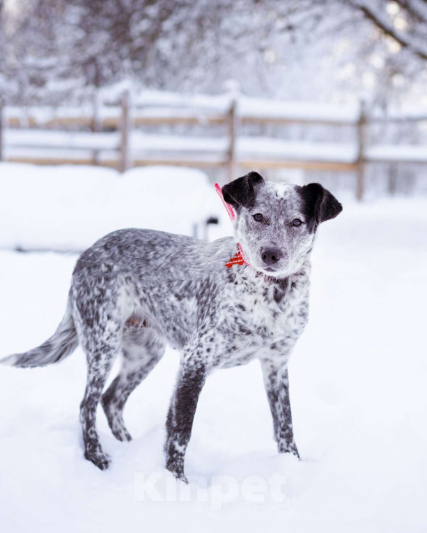 Собаки в Москве: Метис в добрые руки! Девочка, Бесплатно - фото 3