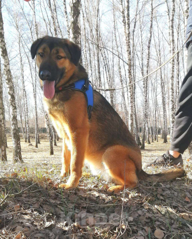 Собаки в Москве: Шериф Великолепный в Хорошие руки! Мальчик, Бесплатно - фото 2