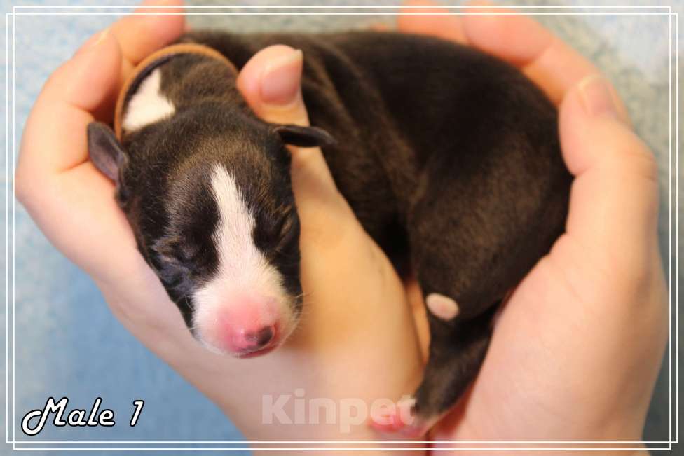 Собаки в Москве: Роскошный щенок уиппета. Мальчик, Бесплатно - фото 2