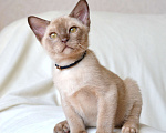 Кошки в Пензе: Бурмята Мальчик, 30 000 руб. - фото 3