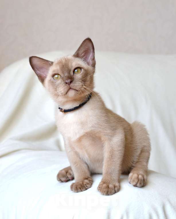 Кошки в Пензе: Бурмята Мальчик, 30 000 руб. - фото 3