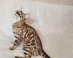 Кошки в Москве: Бенгальский котик  Мальчик, Бесплатно - фото 3
