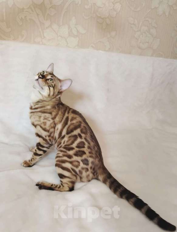 Кошки в Москве: Бенгальский котик  Мальчик, Бесплатно - фото 3
