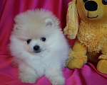Собаки в Москве: Пушистое счастье- мини мальчик Мальчик, 30 000 руб. - фото 5