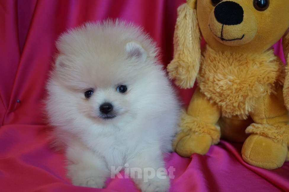 Собаки в Москве: Пушистое счастье- мини мальчик Мальчик, 30 000 руб. - фото 5