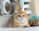 Кошки в Владивостоке: Британский котенок. Красивая девочка Девочка, 70 000 руб. - фото 1