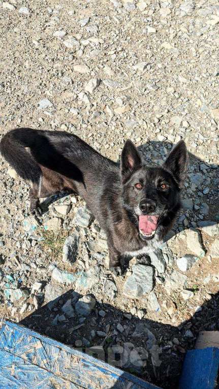 Собаки в других городах Краснодарского края: Метис бельгийской овчарки в дар с доставкой Мальчик, Бесплатно - фото 7