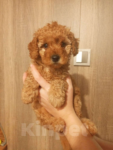 Собаки в Сатке: Продам очаровательную девочку, карликовый пуделек Девочка, 35 000 руб. - фото 1