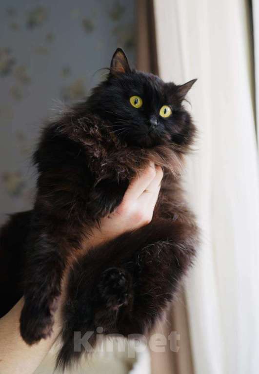 Кошки в Москве: Котенок Трюфель ищет дом Мальчик, Бесплатно - фото 6