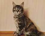 Кошки в Владивостоке: Котята Курильского бобтейла. Продажа и резерв Разнополые, 20 000 руб. - фото 3