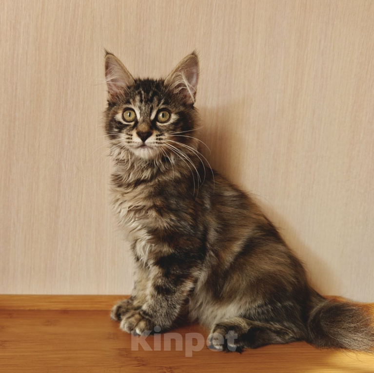 Кошки в Владивостоке: Котята Курильского бобтейла. Продажа и резерв Разнополые, 20 000 руб. - фото 3