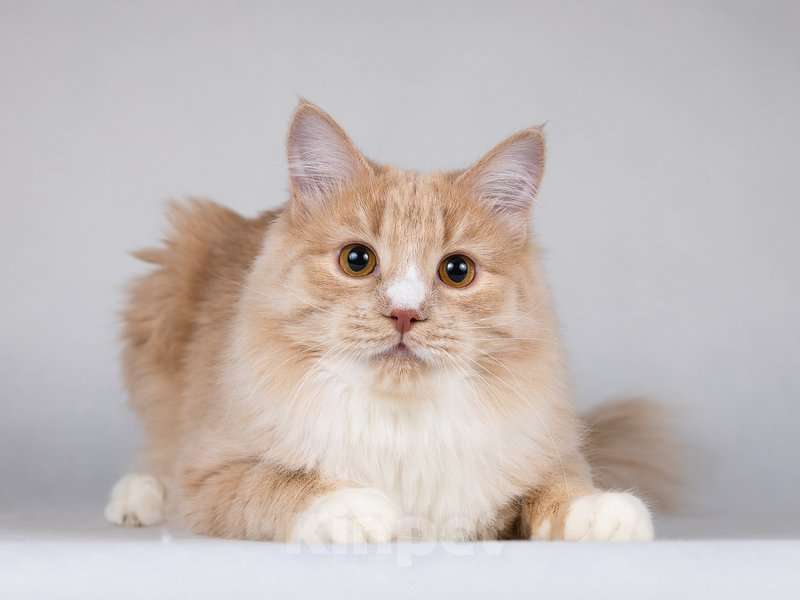 Кошки в Москве: Мурчик - самый ласковый, дружелюбный и контактный котик.  Мальчик, Бесплатно - фото 10