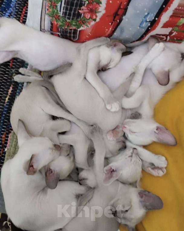 Кошки в Пятигорске: Ориентальный кот  Мальчик, 25 000 руб. - фото 6