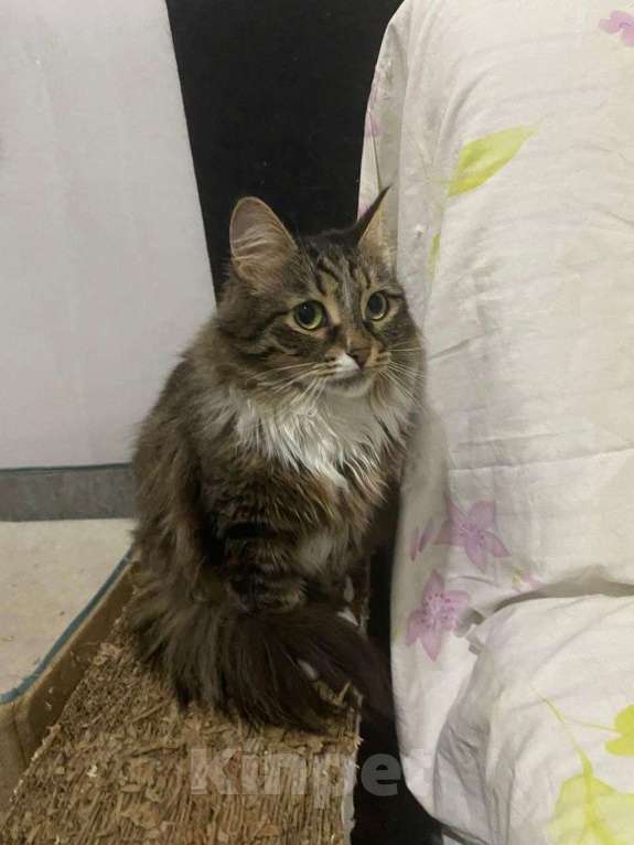 Кошки в Москве: Пушистая кошка в добрые руки Девочка, Бесплатно - фото 7