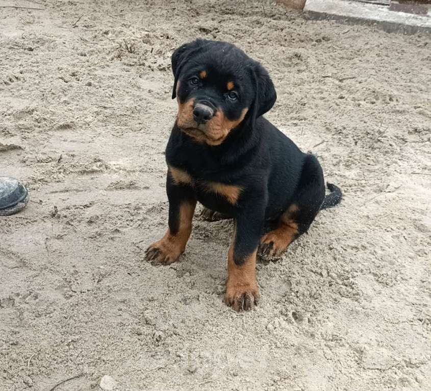 Собаки в Ростове-на-Дону: Высокопородные щенки ротвейлера  Девочка, 60 000 руб. - фото 2