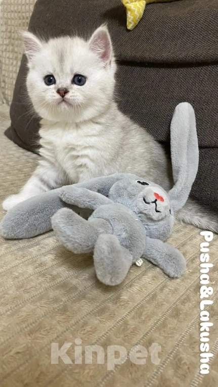 Кошки в Москве: Шотландский прямоухий Мальчик, Бесплатно - фото 3