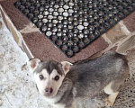 Собаки в Кстово: Отдаем щенков хаски  в добрые руки Девочка, Бесплатно - фото 1