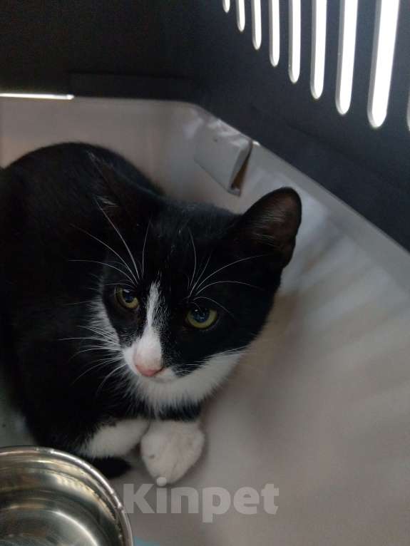 Кошки в Санкт-Петербурге: Черно-белый котенок Байкал хочет обрести семью Мальчик, Бесплатно - фото 2