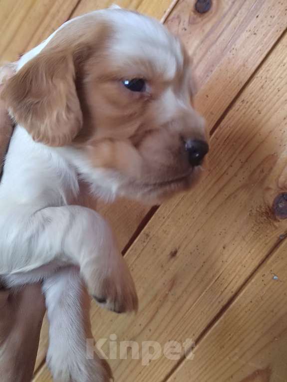 Собаки в Москве: Русский охотничий спаниель Девочка, 35 000 руб. - фото 7