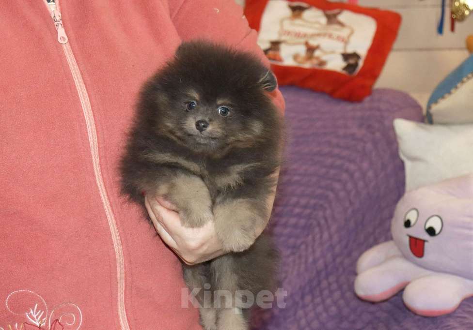 Собаки в Москве: Голубой щенок шпица Мальчик, 65 000 руб. - фото 6