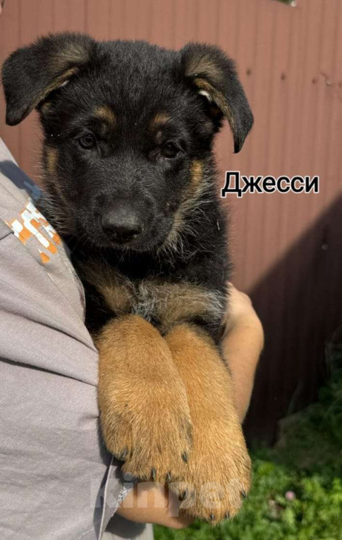 Собаки в других городах Владимирской области: Дейзи  Девочка, 75 000 руб. - фото 3