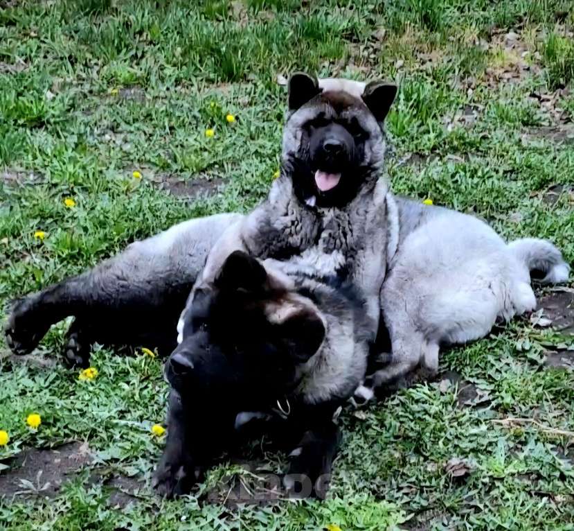 Собаки в Магнитогорске: Продажа щенки Мальчик, 50 000 руб. - фото 6