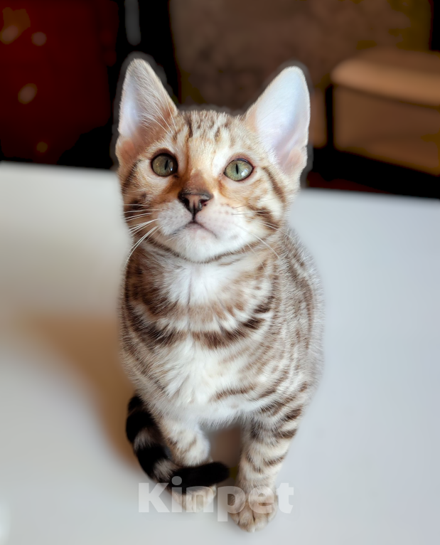 Кошки в Москве: Бенгальский котенок mink снежный (редкий окрас) Мальчик, 40 000 руб. - фото 2