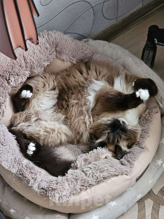 Кошки в Раменском: Болтун в добрые руки Мальчик, 999 руб. - фото 4