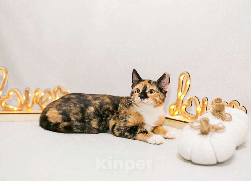 Кошки в Москве: Шери ищет дом  Девочка, Бесплатно - фото 2