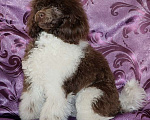 Собаки в Екатеринбурге: Пудель коричнево-белая Девочка, 150 руб. - фото 2
