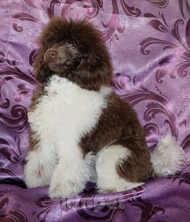 Собаки в Екатеринбурге: Пудель коричнево-белая Девочка, 150 руб. - фото 2