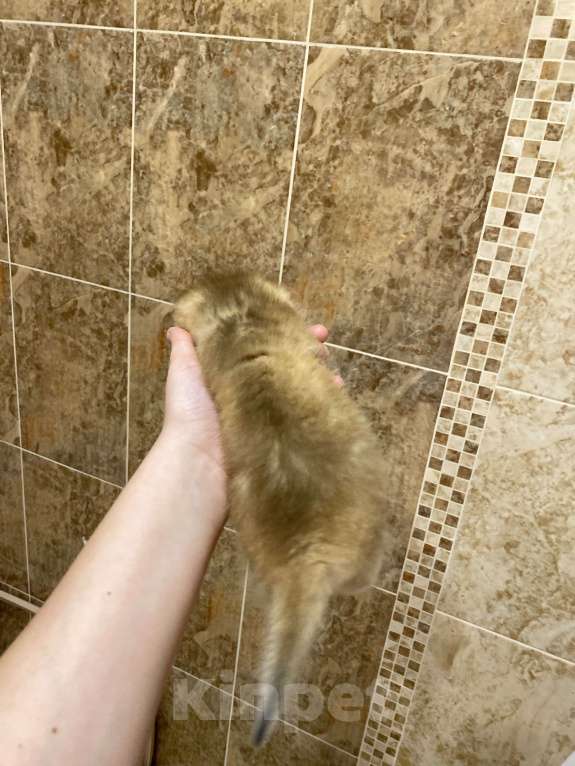 Кошки в Москве: 1 Девочка, 30 000 руб. - фото 2