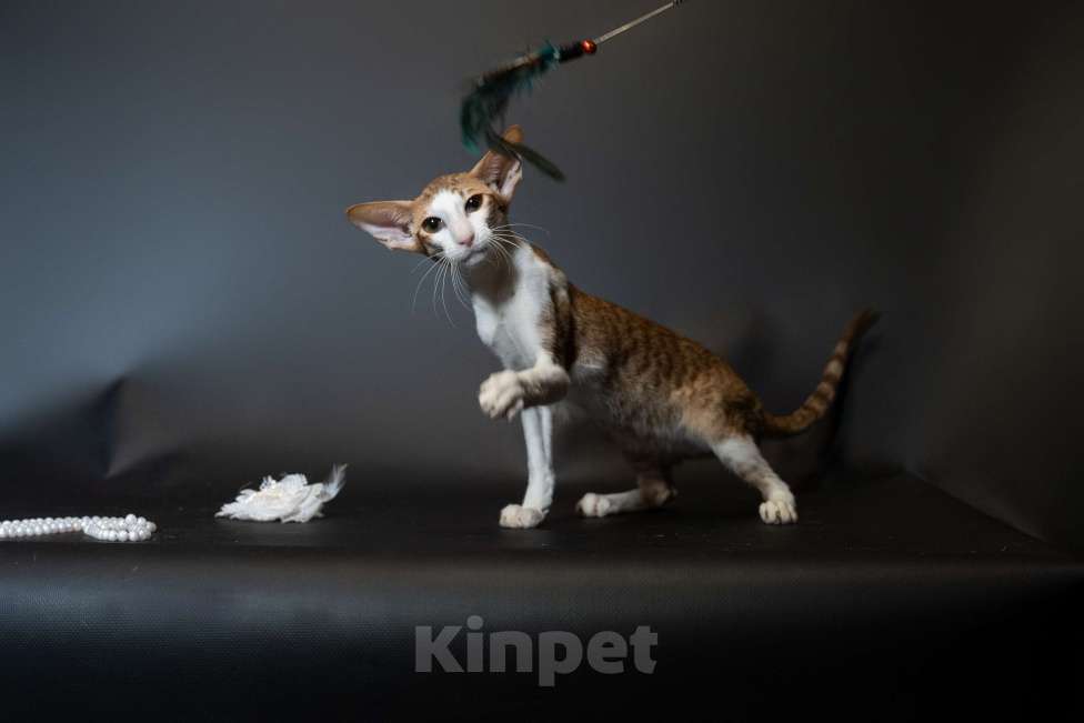 Кошки в Москве: Ориентальные котята экстрим Мальчик, 50 000 руб. - фото 2