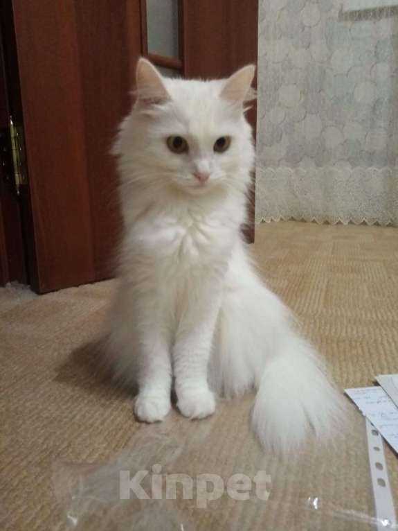 Кошки в Оренбурге: Ева ищет добрых хозяев Девочка, Бесплатно - фото 2