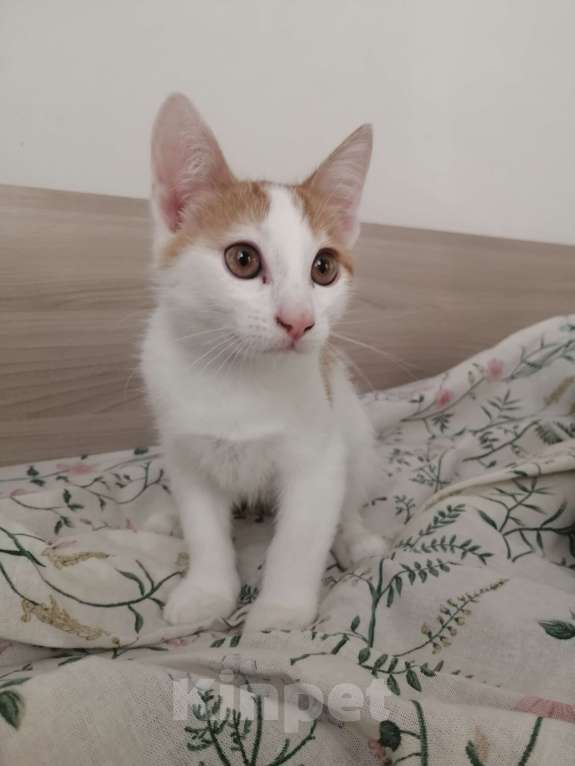 Кошки в Ульяновске: Рыжик Мальчик, 200 руб. - фото 2