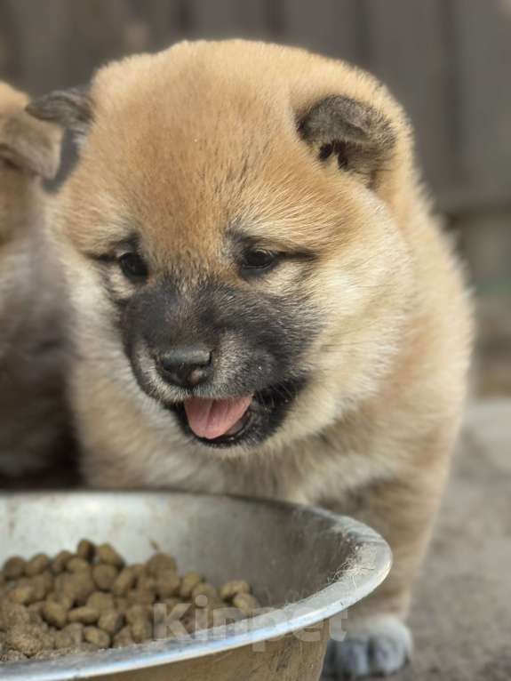 Собаки в Балашихе: Девочка сиба Девочка, 50 000 руб. - фото 3