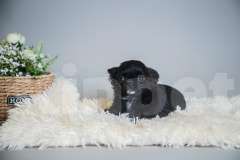 Собаки в Королеве: Чихуа-хуа мини малыш Мальчик, 45 000 руб. - фото 5