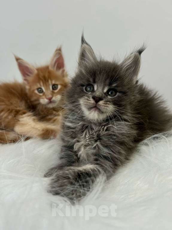 Кошки в Екатеринбурге: Голубой мальчик Мальчик, 55 000 руб. - фото 4