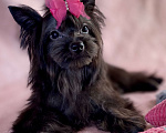 Собаки в Москве: Черный йорк щенки Мальчик, Бесплатно - фото 5