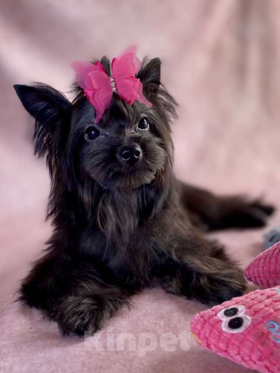 Собаки в Москве: Черный йорк щенки Мальчик, Бесплатно - фото 5