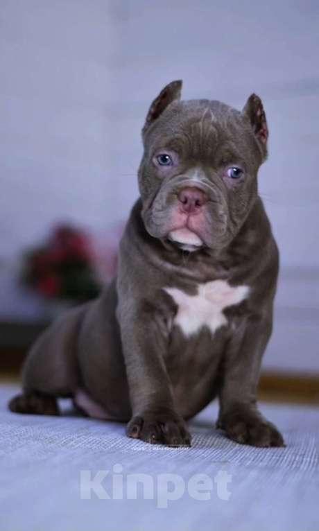 Собаки в Балашихе: Щенок американского булли Девочка, Бесплатно - фото 3