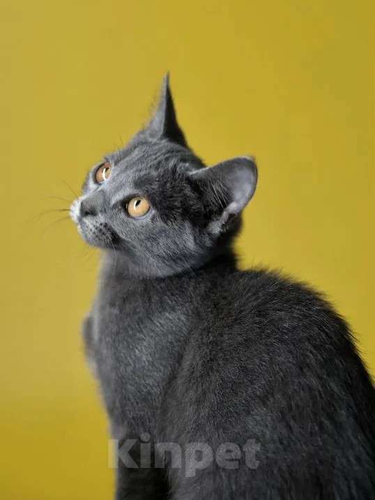 Кошки в Москве: Серая желтоглазая кошечка Девочка, Бесплатно - фото 4